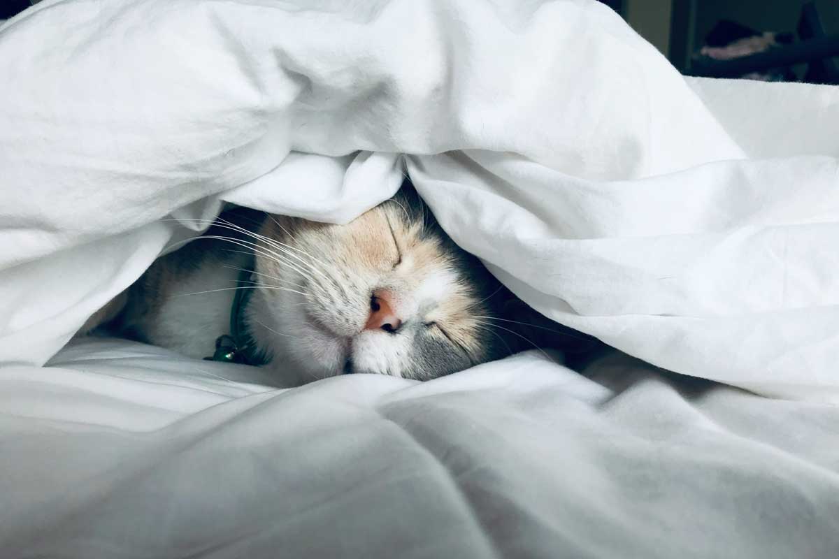 Katze liegt wie ein Mensch im Bett